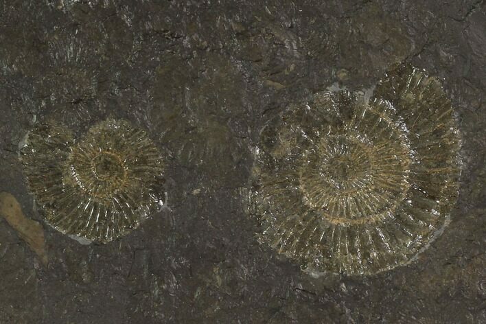 Dactylioceras Ammonite Cluster - Posidonia Shale, Germany #100277